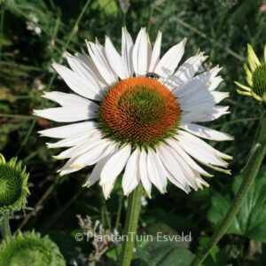 Echinacea purpurea 'Avalanche'