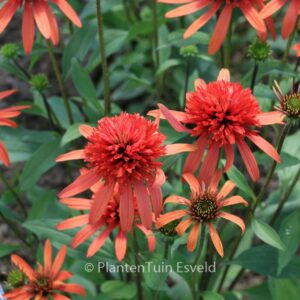 Echinacea purpurea 'Balsomsed' (SOMBRERO SALSA RED)