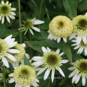 Echinacea purpurea 'Coconut Lime'