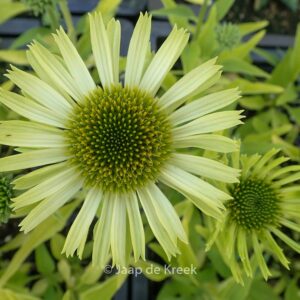 Echinacea purpurea 'Green Jewel'