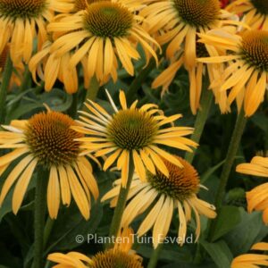 Echinacea purpurea 'Harvest Moon'