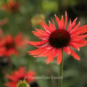 Echinacea purpurea 'Hot Lava'