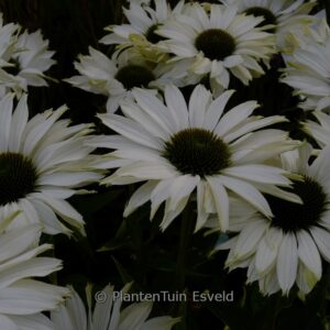 Echinacea purpurea 'JS Ivo's Poem'