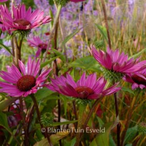 Echinacea purpurea 'JS Robin Hood'