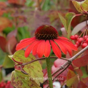 Echinacea purpurea 'Julia'