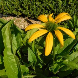Echinacea purpurea 'Leilani'