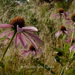 Echinacea purpurea 'Leuchtstern'