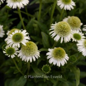 Echinacea purpurea 'Noecthree' (DELICIOUS NOU