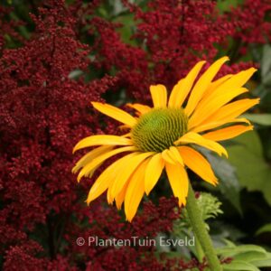 Echinacea purpurea 'Now Cheesier'