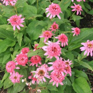 Echinacea purpurea 'Pink Double Delight'