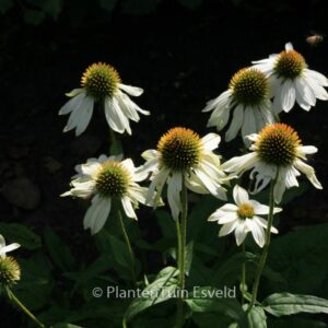 Echinacea purpurea 'Pow Wow White'
