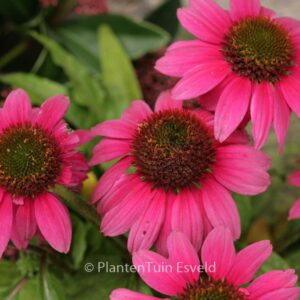 Echinacea purpurea 'Pow Wow Wild Berry'