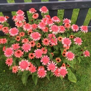 Echinacea purpurea 'Raspberry Truffle'