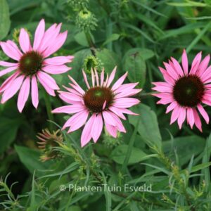 Echinacea purpurea 'Ruby Giant'