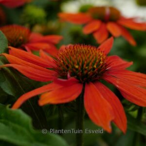 Echinacea purpurea 'SOMBRERO Adobe Orange'