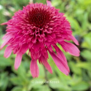 Echinacea purpurea 'Supreme Elegance'