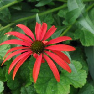 Echinacea purpurea 'Tomato Soup'
