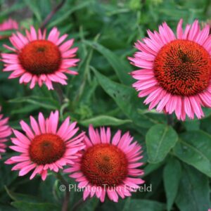 Echinacea purpurea 'Vintage Wine'