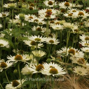 Echinacea purpurea 'Virgin'