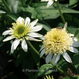 Echinacea purpurea 'White Double Delight'