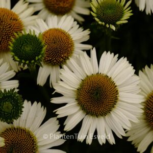 Echinacea purpurea 'White Meditation'