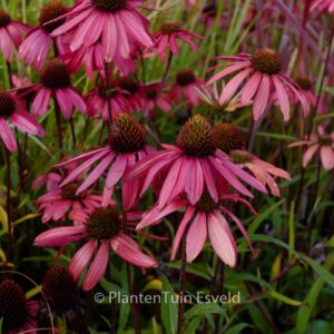 Echinacea tennesseensis 'Glowing Dream'