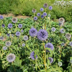 Echinops bannaticus 'Taplow Blue'
