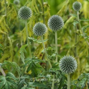 Echinops ritro