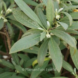 Edgeworthia chrysantha