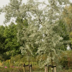 Elaeagnus 'Quicksilver'