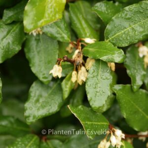 Elaeagnus ebbingei