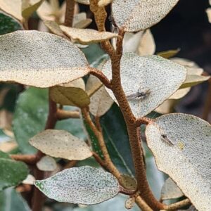 Elaeagnus ebbingei 'Compacta'