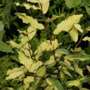 Elaeagnus pungens 'Frederici'