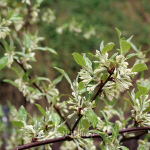 Elaeagnus umbellata