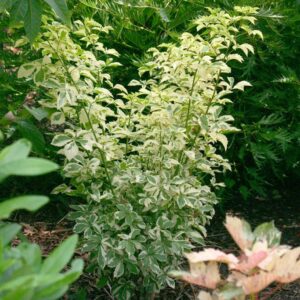 Eleutherococcus sieboldianus 'Variegatus'