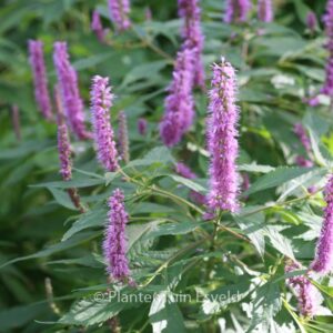 Elsholtzia stauntonii