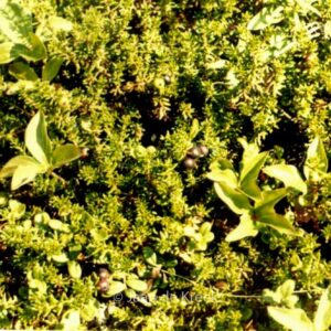 Empetrum nigrum hermaphroditum