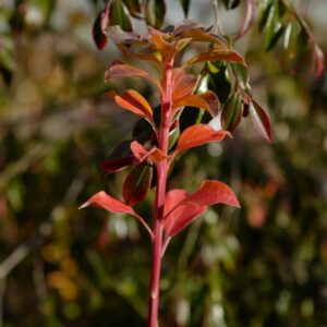 Enkianthus campanulatus 'Green Shades'