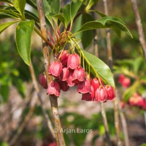 Enkianthus campanulatus 'Miyama beni'