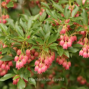 Enkianthus campanulatus 'Showy Lantern'