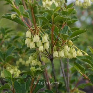 Enkianthus campanulatus 'Sinsetu'