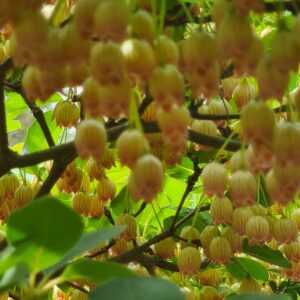 Enkianthus campanulatus 'Vesta'