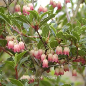 Enkianthus campanulatus 'Victoria'