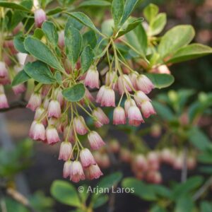 Enkianthus campanulatus sikokianus