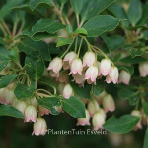 Enkianthus cernuus recurvus