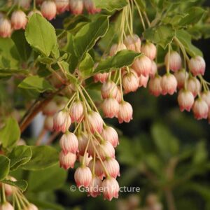 Enkianthus chinensis