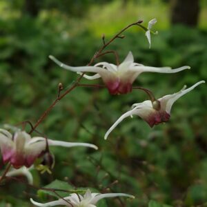 Epimedium 'Domino'
