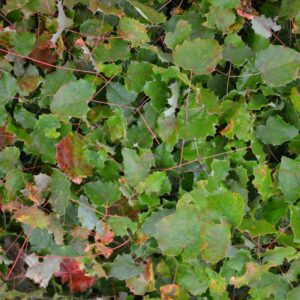 Epimedium 'Lemon Zest'