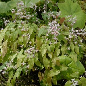 Epimedium 'Pink Elf'