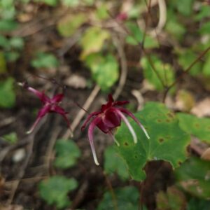 Epimedium 'Red Maximum'